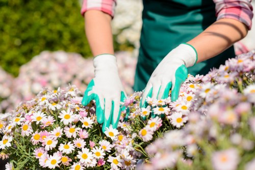Horticultural team performing hedge trimming with safety measures