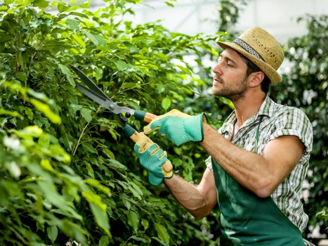 A man wearing a straw hat, light plaid shirt, and green gardening gloves is trimming dense green foliage in a well-maintained garden. The garden features a lush, neatly trimmed hedge in the foreground, with a variety of healthy green shrubs behind it. The grass lawn is visible at the bottom of the image, appearing dense and evenly cut. In the background, there are taller trees and a hint of sky, indicating an outdoor environment on a clear day. The man is focused on pruning, using a pair of garden shears, and is standing on a paved or decking area that borders the garden bed. The setting suggests careful landscaping and outdoor maintenance typical of a residential garden in Hounslow, aligning with gardening services offered by Garden Maintenance Hounslow. The natural lighting highlights the vibrant green tones of the plants, conveying a well-maintained and flourishing outdoor space suited for professional garden care.